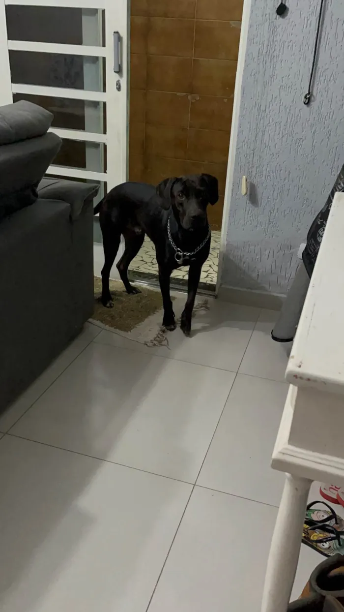 Cachorro ra a SRD-ViraLata idade 5 anos nome Bruce 