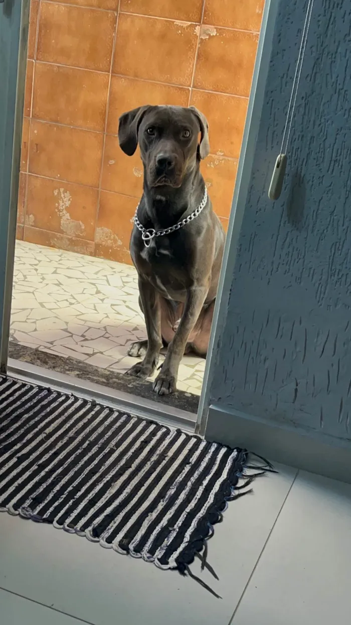 Cachorro ra a SRD-ViraLata idade 5 anos nome Bruce 