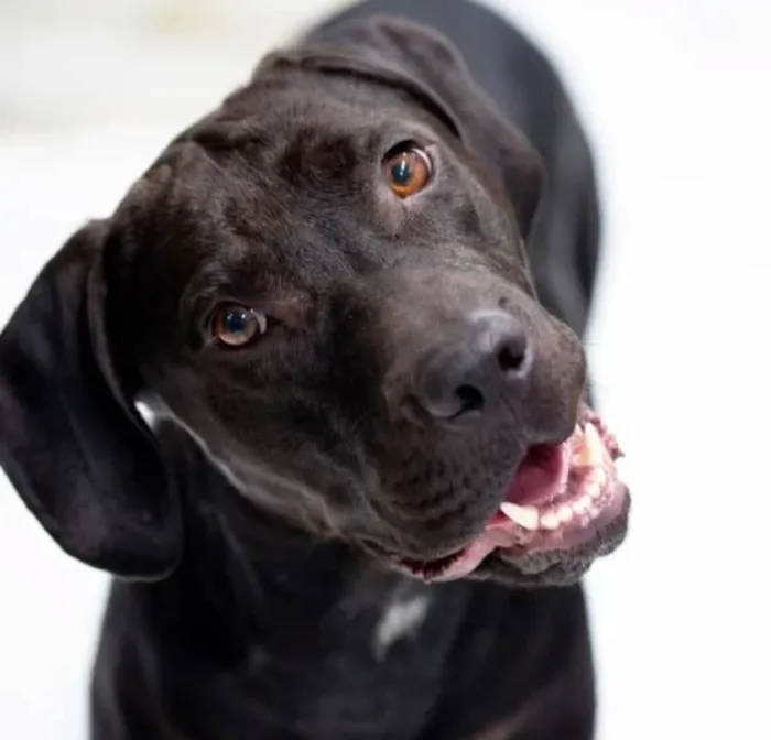 Cachorro ra a SRD-ViraLata idade 5 anos nome Bruce 