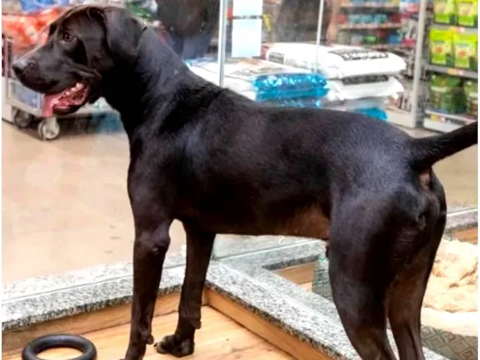 Cachorro ra a SRD-ViraLata idade 5 anos nome Bruce 