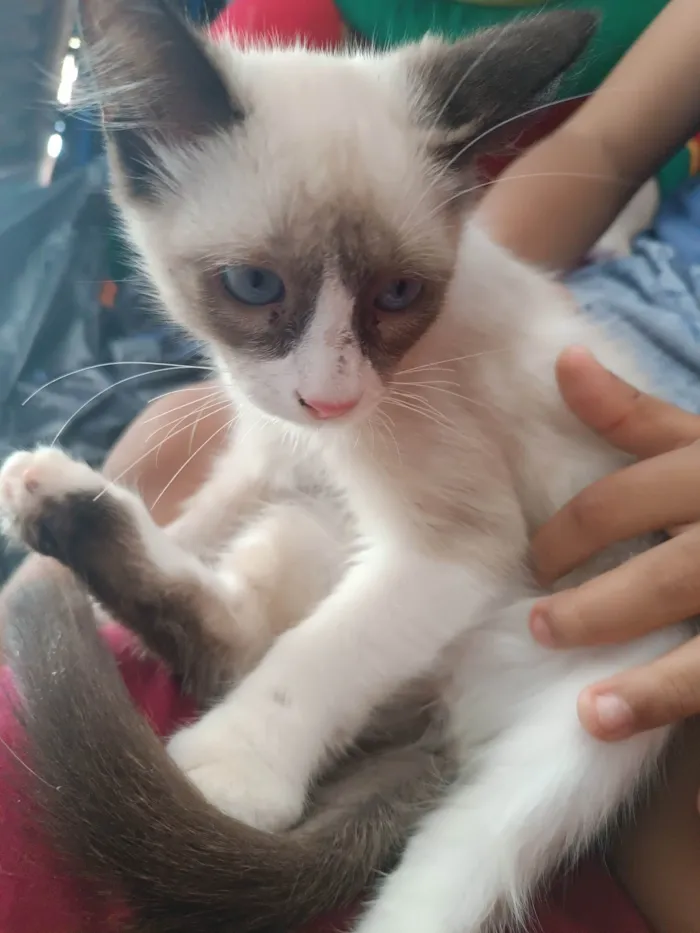 Gato ra a Siamês idade 2 a 6 meses nome Sem nome