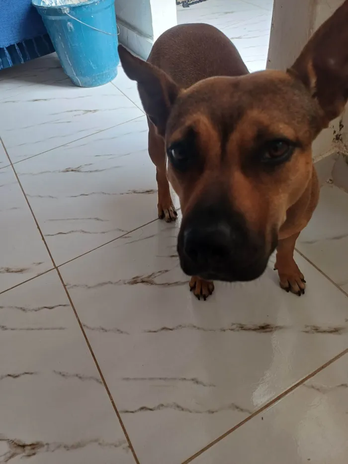 Cachorro ra a Pit-Bull idade 1 ano nome Juliana Ferreira