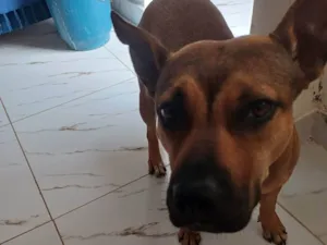 Cachorro raça Pit-Bull idade 1 ano nome Juliana Ferreira