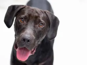 Cachorro raça SRD-ViraLata idade 5 anos nome Bruce 