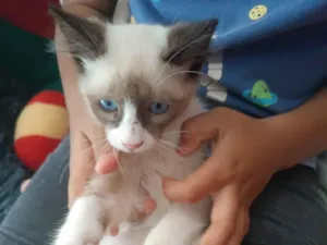 Gato raça Siamês idade 2 a 6 meses nome Sem nome