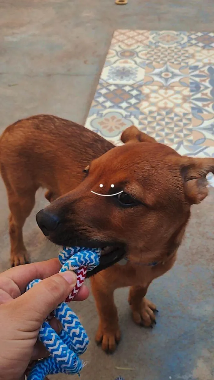 Cachorro ra a SRD-ViraLata idade 2 a 6 meses nome Torfy