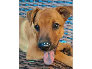 Cachorro raça SRD-ViraLata idade 2 a 6 meses nome Torfy