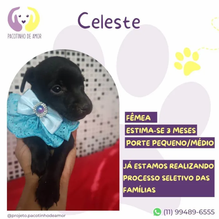 Cachorro ra a SRD-ViraLata idade 2 a 6 meses nome Celeste