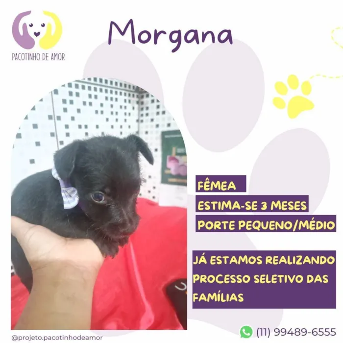 Cachorro ra a SRD-ViraLata idade 2 a 6 meses nome Morgana