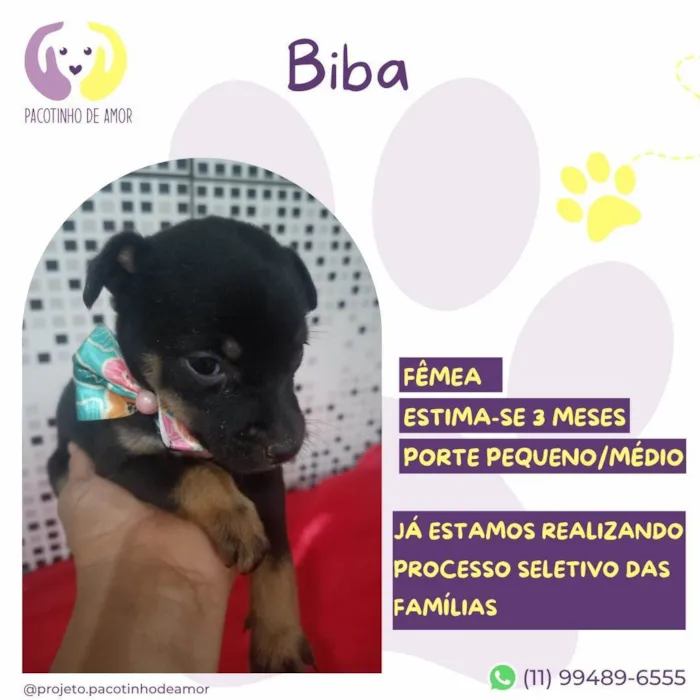 Cachorro ra a SRD-ViraLata idade 2 a 6 meses nome Biba