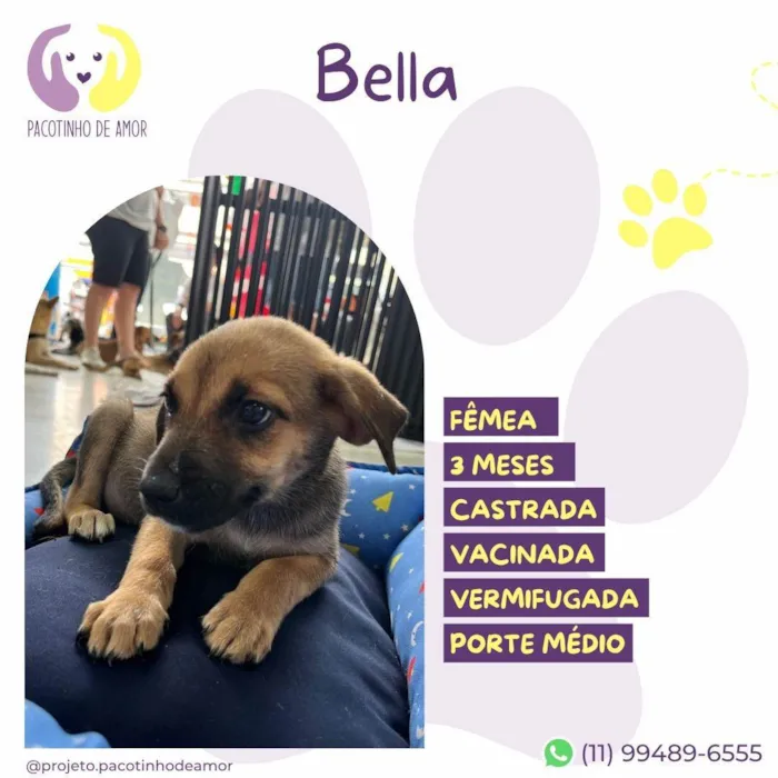 Cachorro ra a SRD-ViraLata idade 2 a 6 meses nome Bella