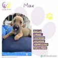 Max