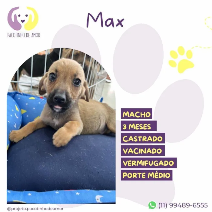 Cachorro ra a SRD-ViraLata idade 2 a 6 meses nome Max