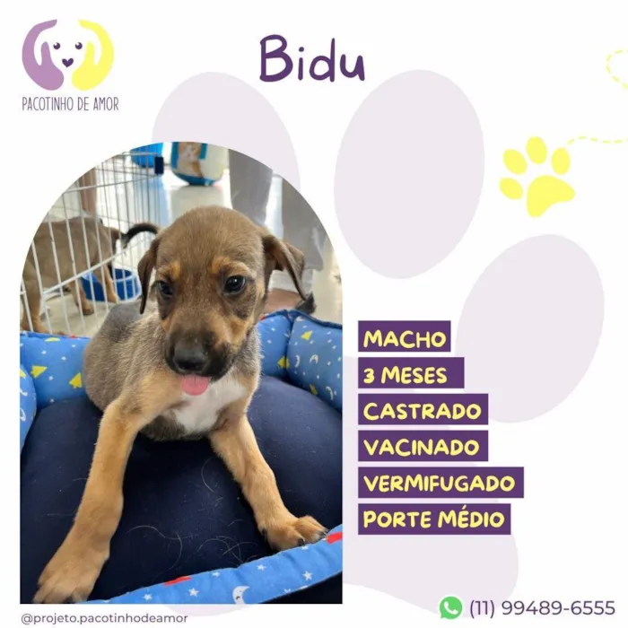 Cachorro ra a SRD-ViraLata idade 2 a 6 meses nome Bidu