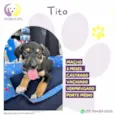 Tito