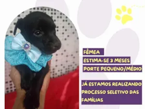 Cachorro raça SRD-ViraLata idade 2 a 6 meses nome Celeste