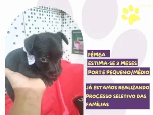 Cachorro raça SRD-ViraLata idade 2 a 6 meses nome Morgana