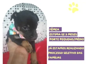 Cachorro raça SRD-ViraLata idade 2 a 6 meses nome Biba