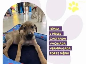 Cachorro raça SRD-ViraLata idade 2 a 6 meses nome Sofia