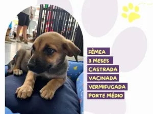 Cachorro raça SRD-ViraLata idade 2 a 6 meses nome Bella