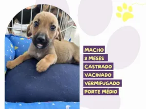 Cachorro raça SRD-ViraLata idade 2 a 6 meses nome Max