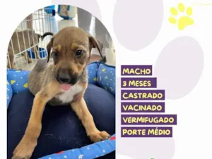 Cachorro raça SRD-ViraLata idade 2 a 6 meses nome Bidu