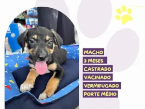 Cachorro raça SRD-ViraLata idade 2 a 6 meses nome Tito