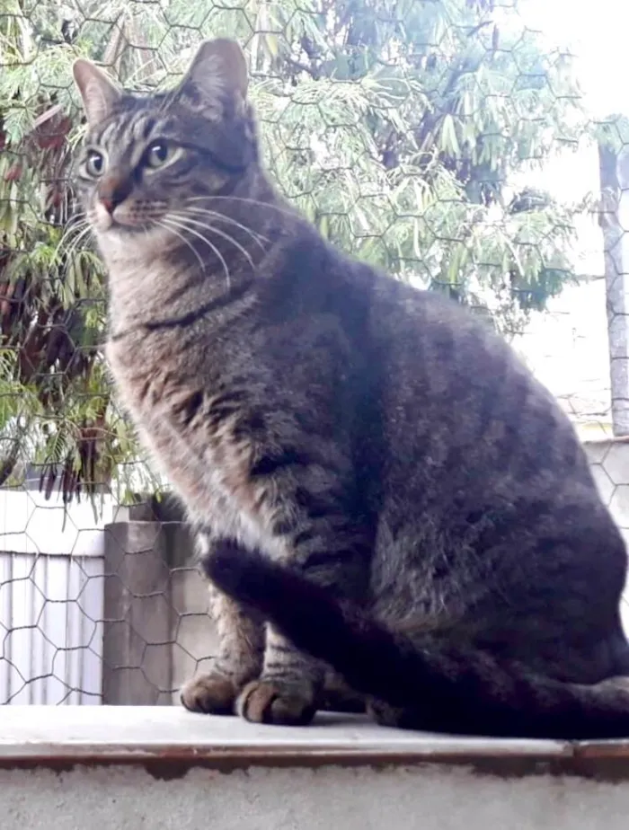 Gato ra a SRD-ViraLata idade 2 anos nome Gucci lindo 