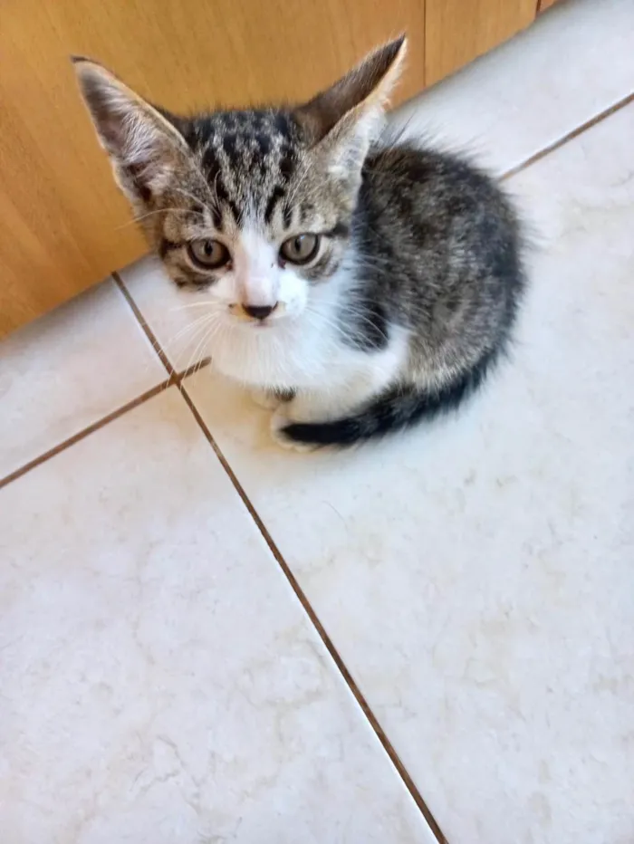 Gato ra a SRD-ViraLata idade 2 a 6 meses nome Bonbon bb2meses 