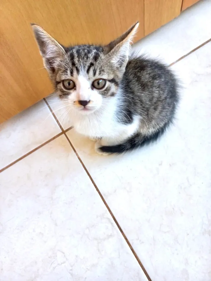 Gato ra a SRD-ViraLata idade 2 a 6 meses nome Bonbon bb2meses 