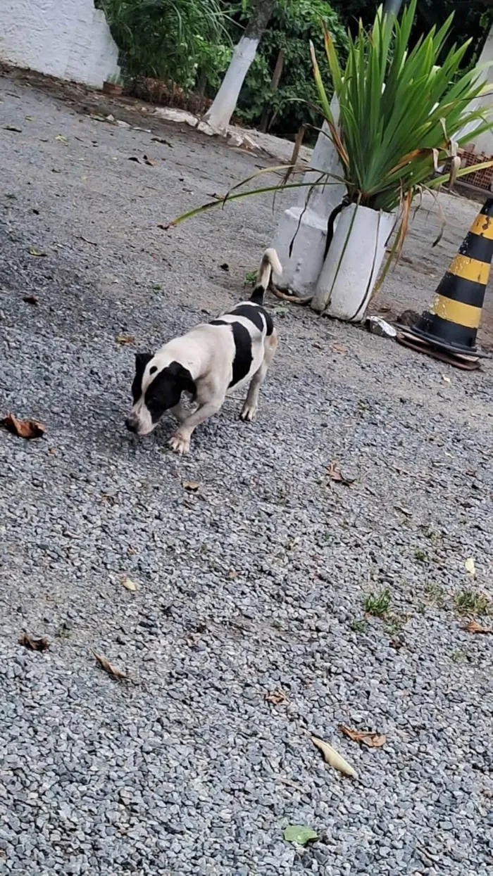 Cachorro ra a SRD-ViraLata idade 4 anos nome Otis