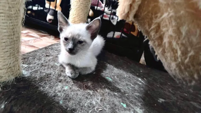 Gato ra a SRD-ViraLata idade Abaixo de 2 meses nome Kiwi bb2meses lindo 