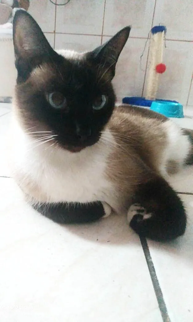 Gato ra a SRD-ViraLata idade 1 ano nome Mia