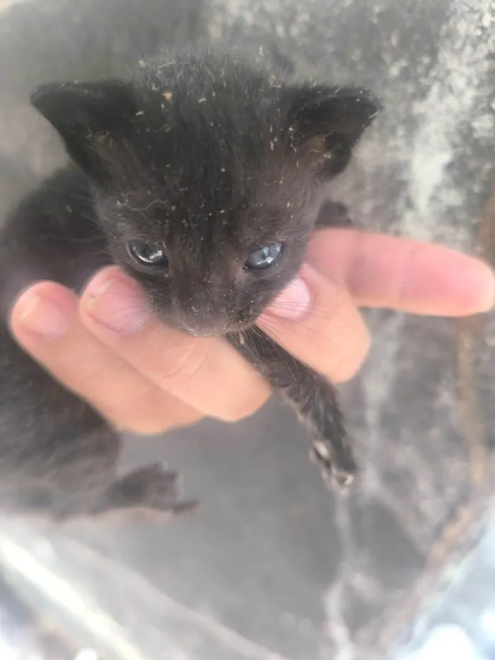 Gato ra a SRD-ViraLata idade Abaixo de 2 meses nome Sem nome ainda