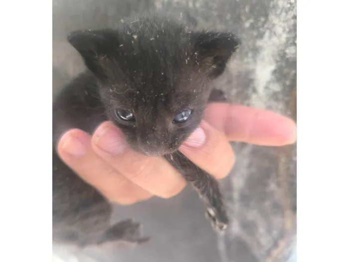 Gato ra a SRD-ViraLata idade Abaixo de 2 meses nome Sem nome ainda