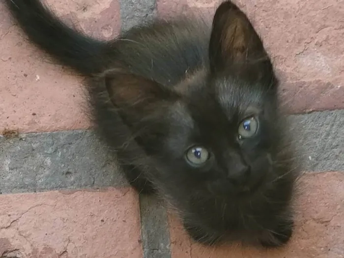 Gato ra a SRD-ViraLata idade 2 a 6 meses nome Tito, tigrinho faísca 