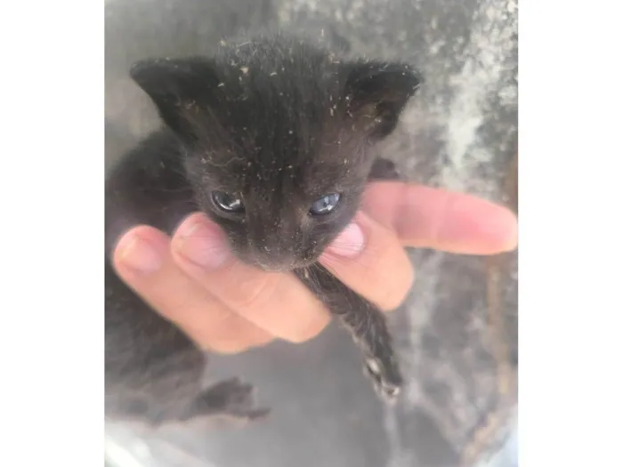 Gato ra a SRD-ViraLata idade Abaixo de 2 meses nome Sem nome ainda