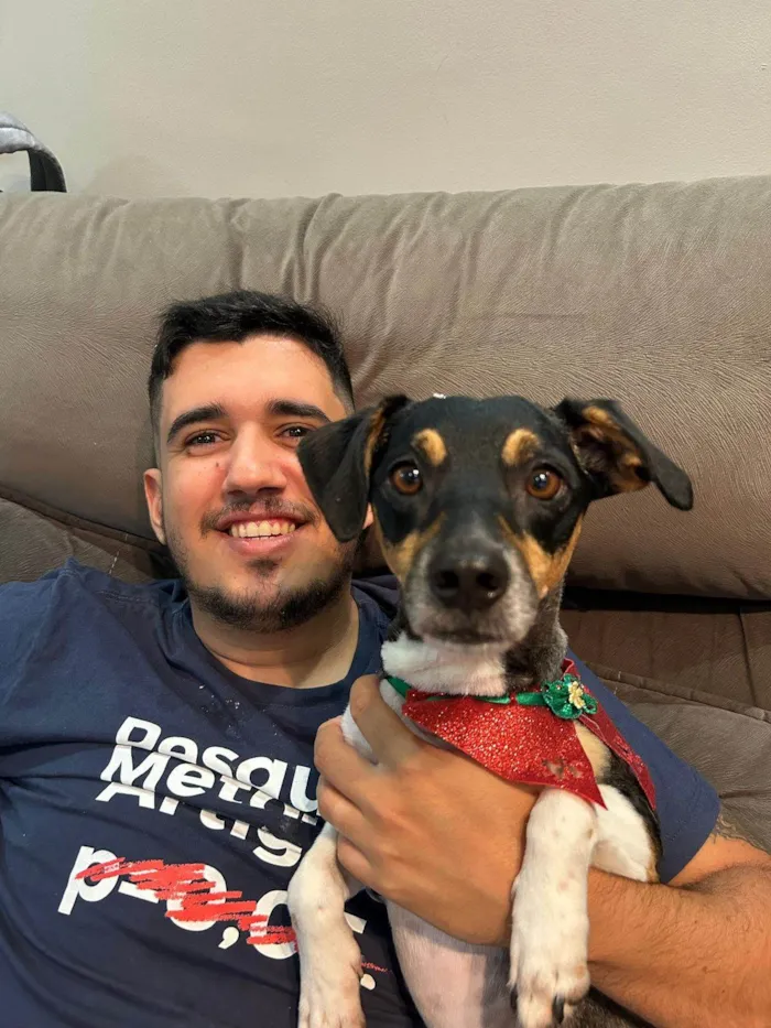 Cachorro ra a SRD-ViraLata idade 6 ou mais anos nome Phelps