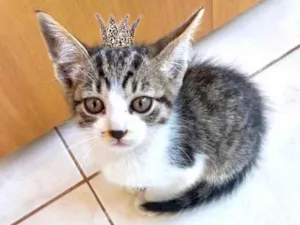 Gato raça SRD-ViraLata idade 2 a 6 meses nome Bonbon bb2meses 