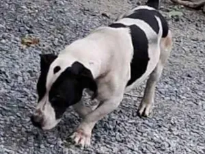 Cachorro raça SRD-ViraLata idade 4 anos nome Otis