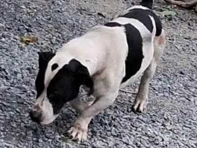 Cachorro ra a SRD-ViraLata idade 4 anos nome Otis