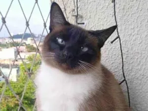 Gato raça SRD-ViraLata idade 1 ano nome Mia