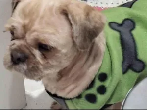 Cachorro raça Shitzu idade 5 anos nome Billy