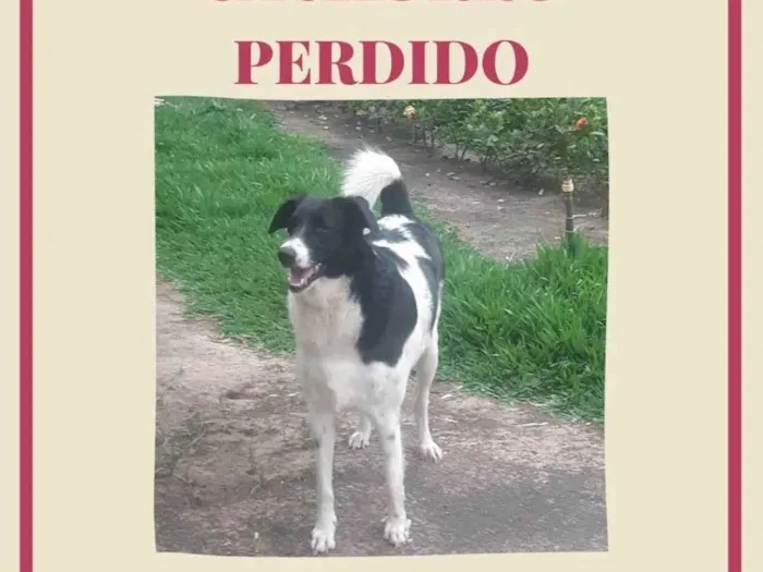 Cachorro ra a SRD-ViraLata idade 3 anos nome Leci