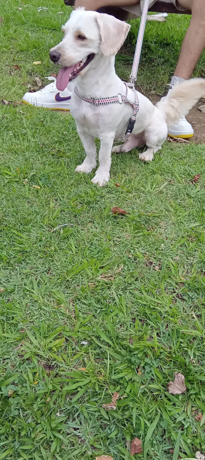 Cachorro ra a SRD-ViraLata idade 1 ano nome Ravi