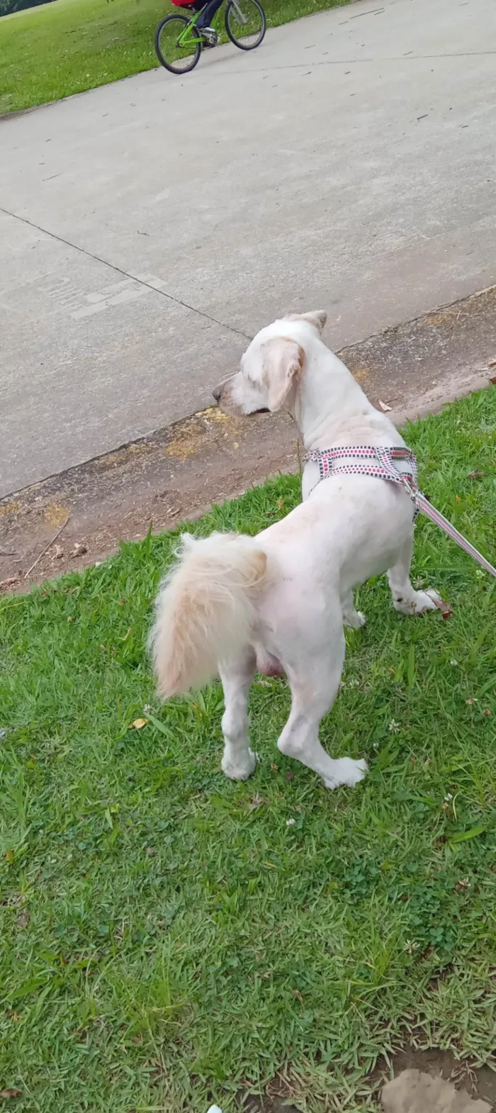 Cachorro ra a SRD-ViraLata idade 1 ano nome Ravi