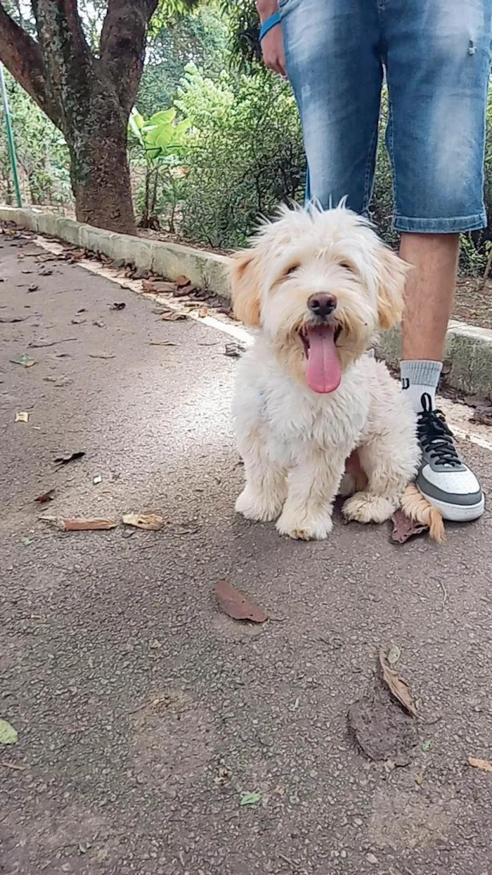 Cachorro ra a SRD-ViraLata idade 1 ano nome Ravi