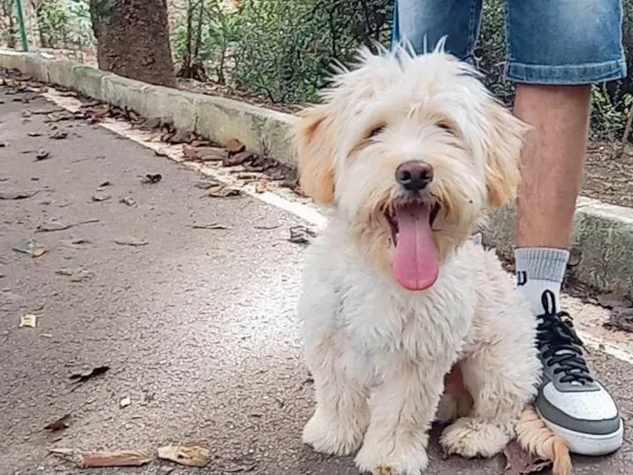 Cachorro ra a SRD-ViraLata idade 1 ano nome Ravi