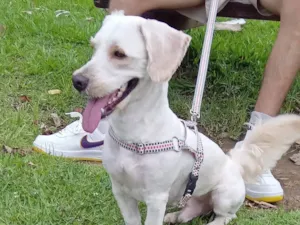 Cachorro raça SRD-ViraLata idade 1 ano nome Ravi