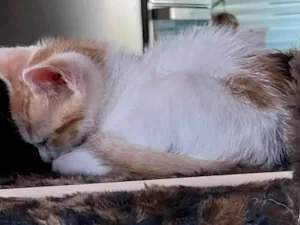 Gato raça SRD-ViraLata idade 2 a 6 meses nome Sem 